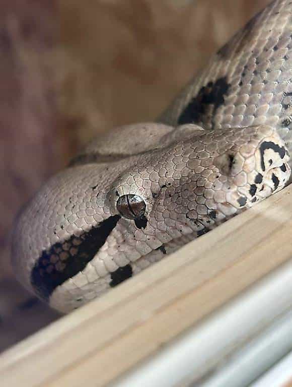 Boa Imperator (Hypo PDH Blood Albino)