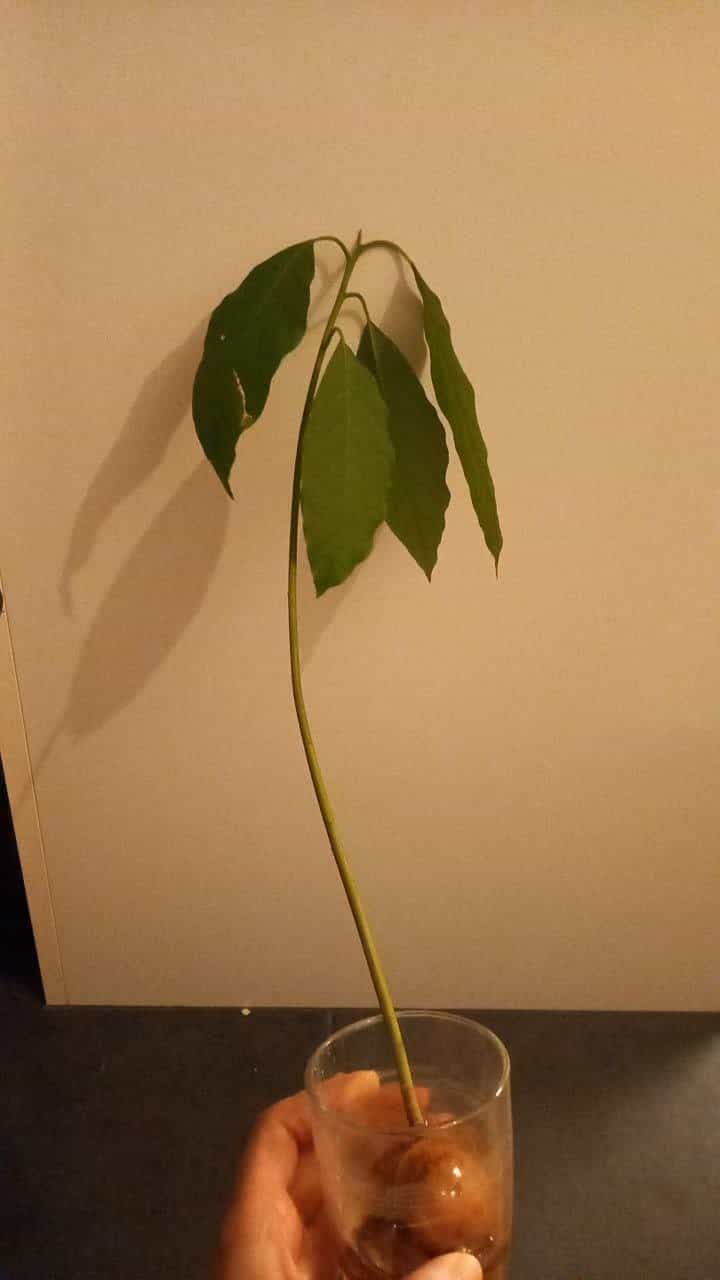 Kleine Avocadopflanze zum Einpflanzen