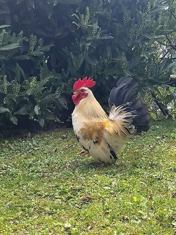 Free Chabo Bantam Roosters