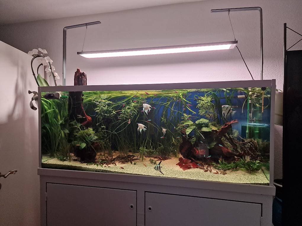 À DONNER AQUARIUM 375 LITRES