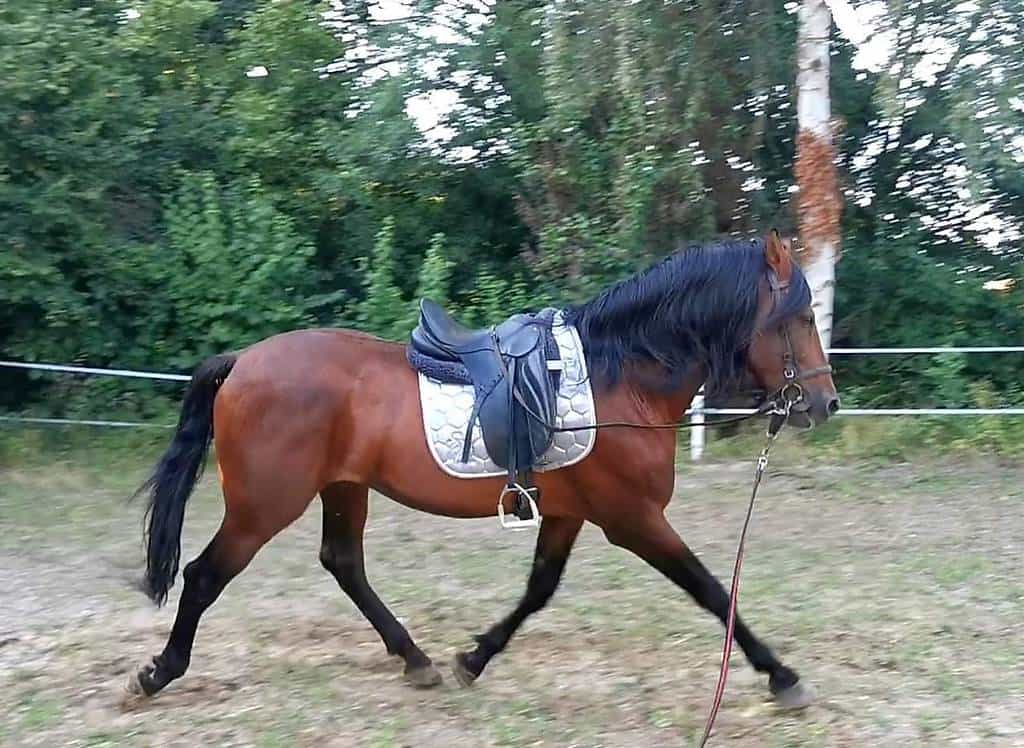 Demi-pension sur cheval