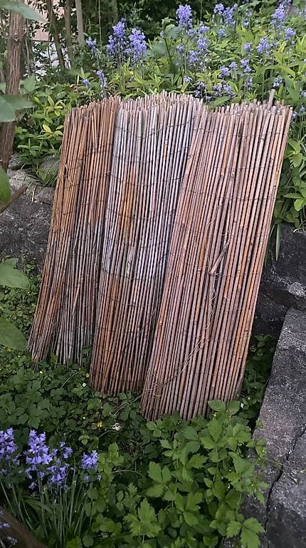 Bambus Sichtschutz