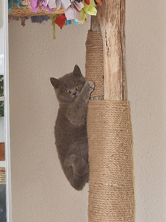 Chat British shorthair - Green
