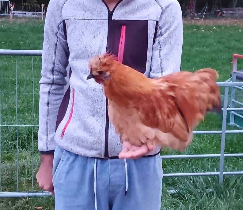 Coq soie à donner