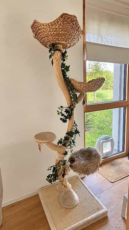 Arbre à chat