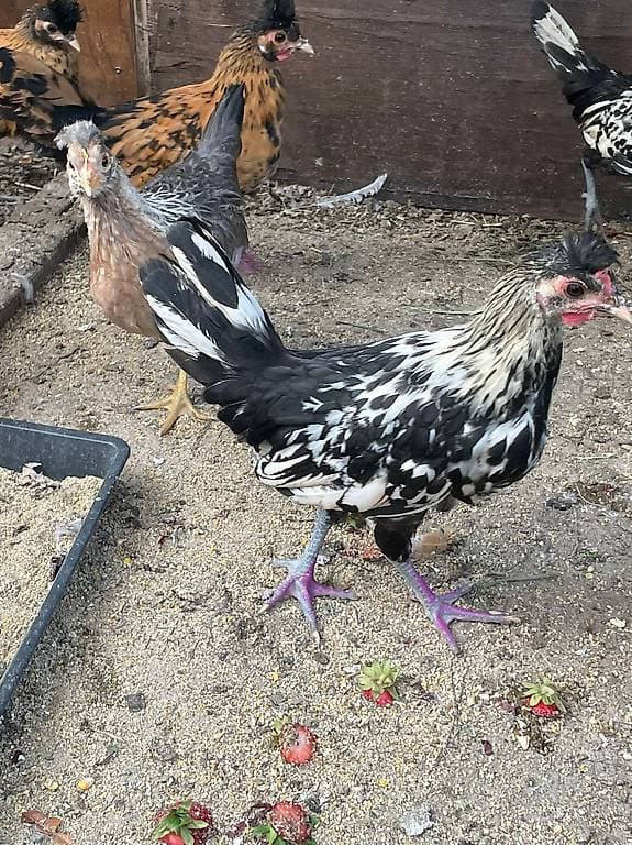 Coq Appenzellois Huppé