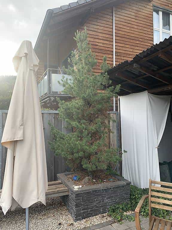 Bergföhre Pinus mugo "Gnom"