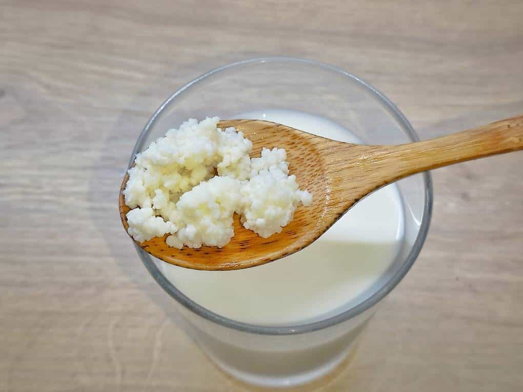 Grains de kéfir de lait