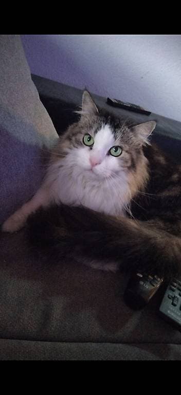 Recherche nouvelle famille pour Chloé