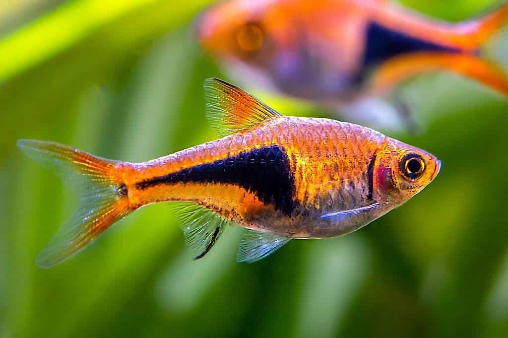 A donner RESERVE - Poissons Rasbora Arlequin