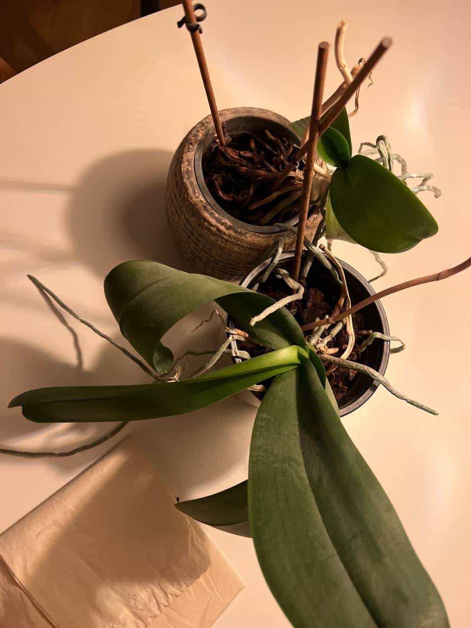 Zwei weiße Orchideen zu verschenken