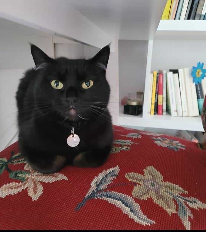 Bijou cerca urgentemente casa