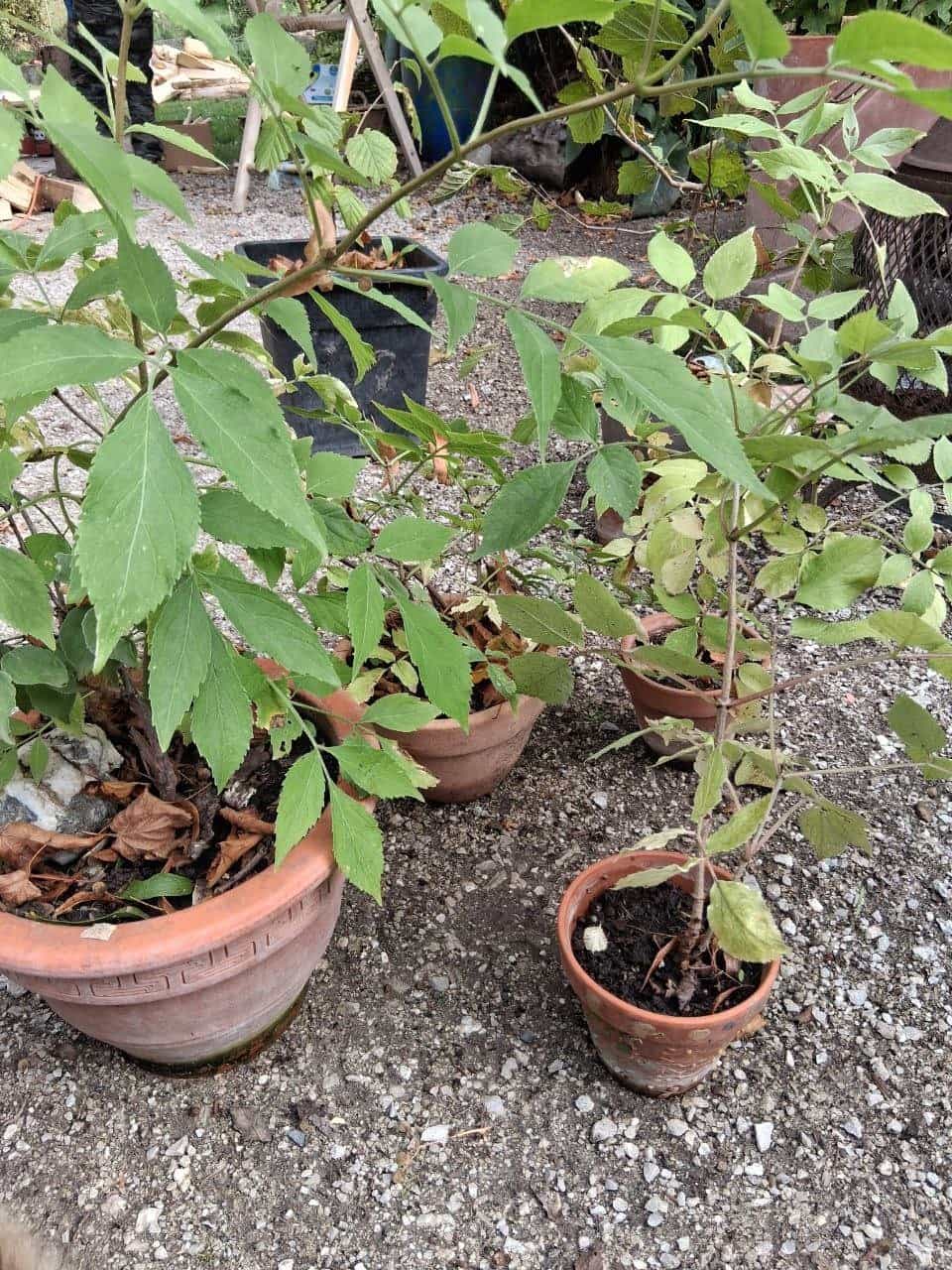 4 junge Holunderpflanzen in Töpfen