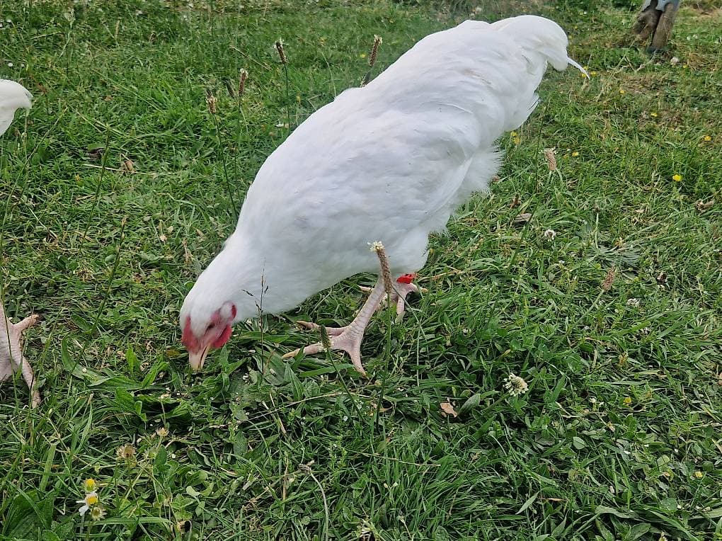 coq poule suisse