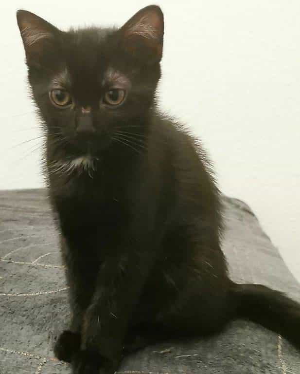 Adorable chat cherche famille