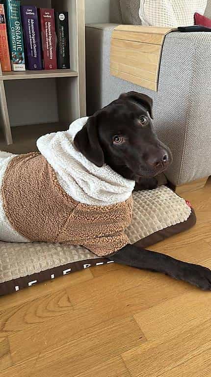 MAX IS LOOKING FOR A LOVING NEW HOME