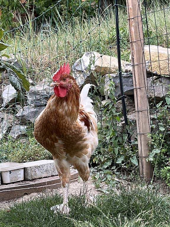 Coq de 01.04.26