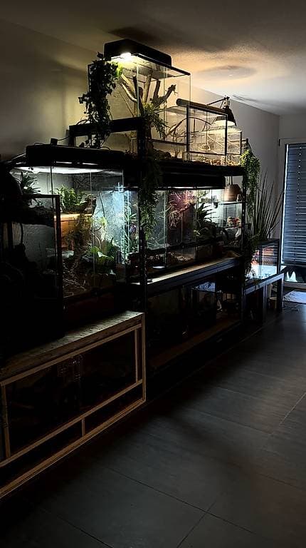 Amphibien, Echsen und Spinnen
