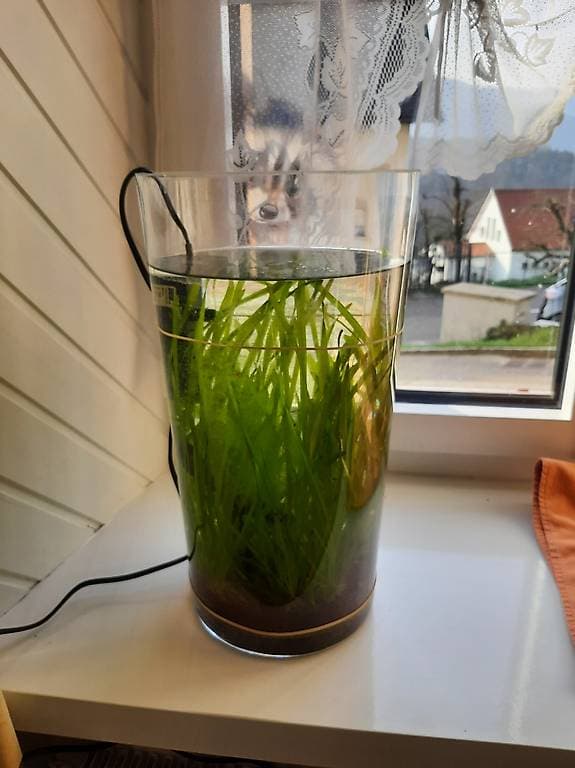 Ca. 30 Valisnerien abzugeben