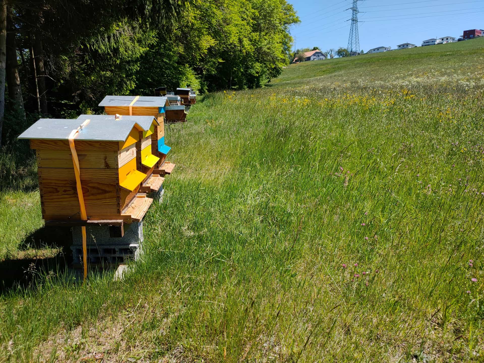 A remettre rucher à Arconciel (Bois d'Amont)