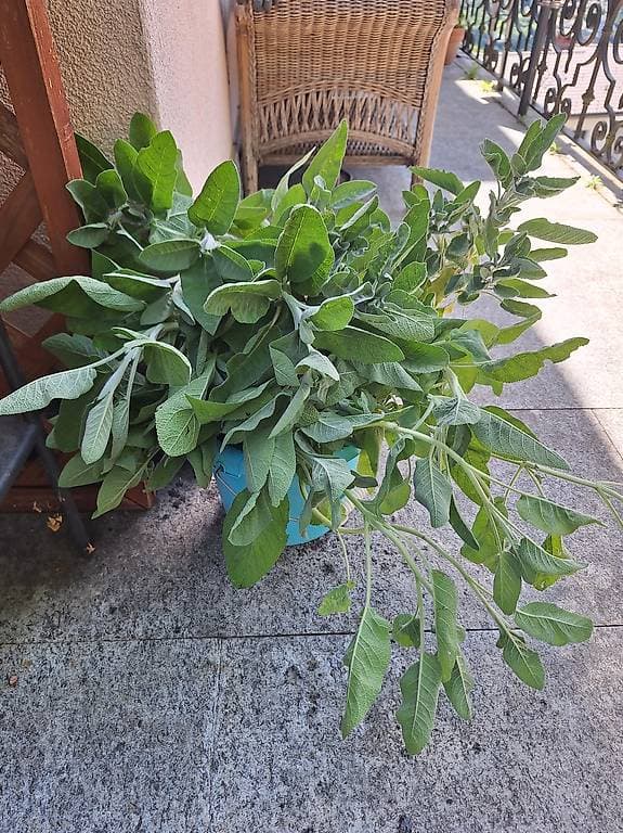 Salvia tagliata