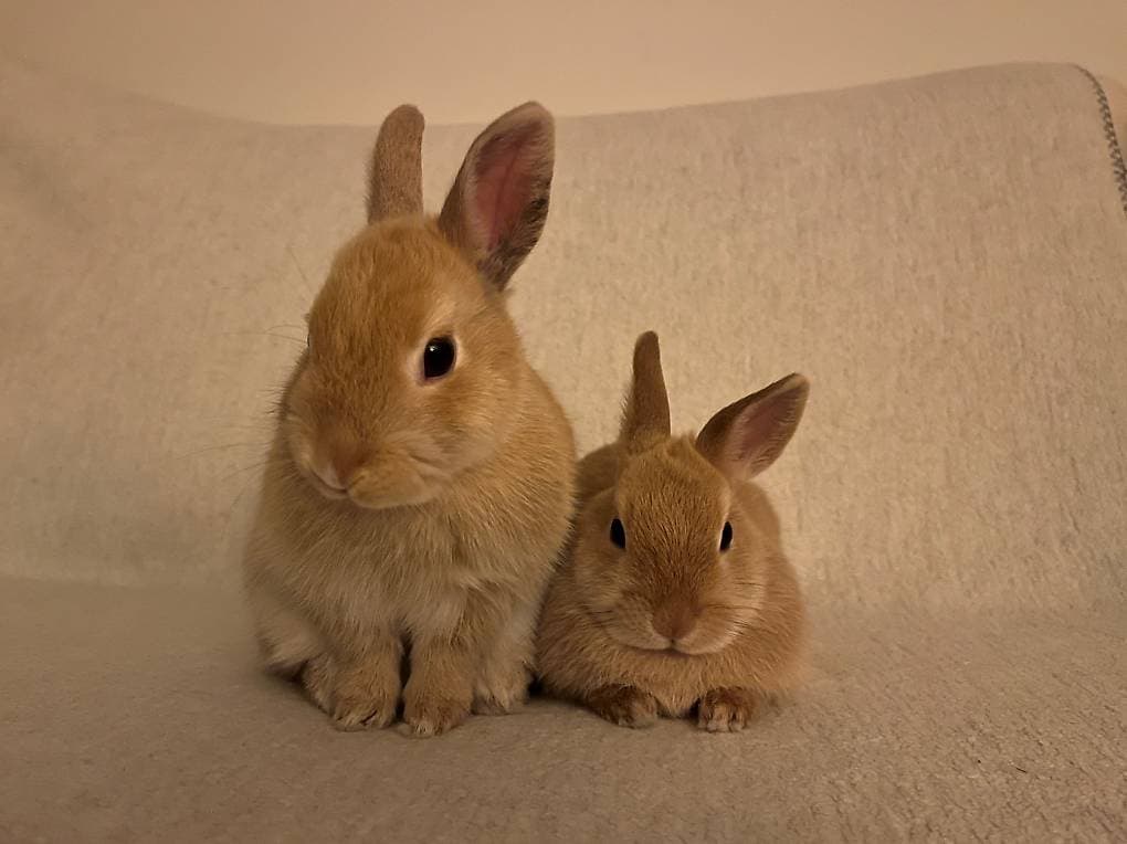A donner : 2 jeunes lapines de 6 mois