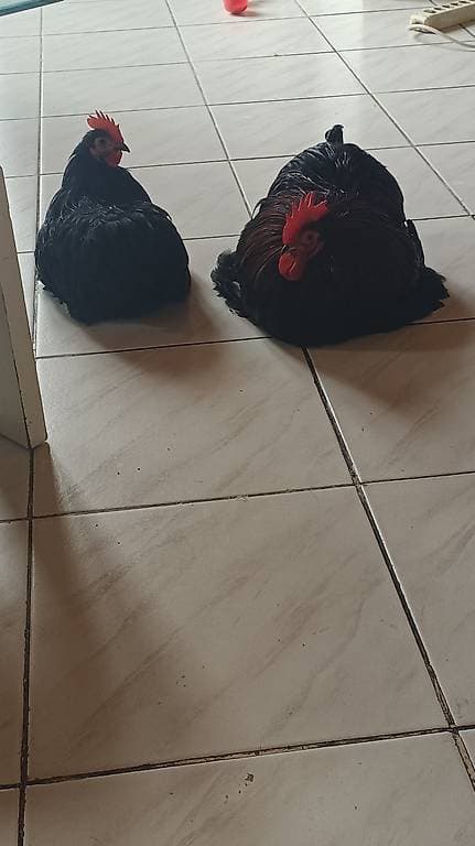 2 Coqs Pekin à donner