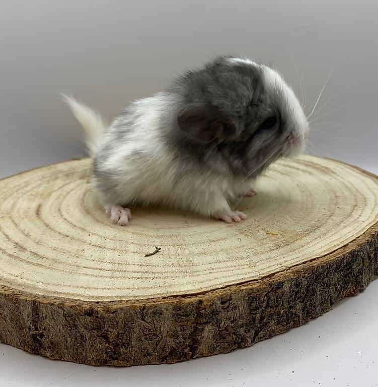 Chinchilla Babies