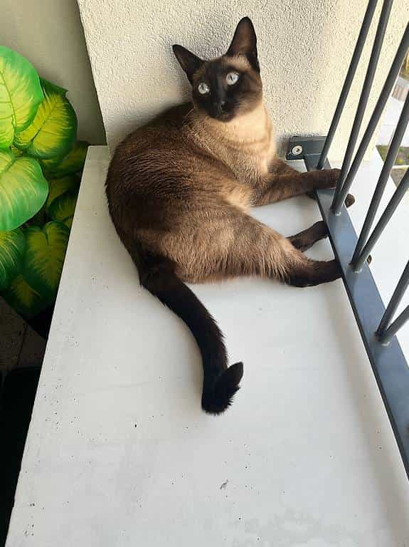 Chatte siamoise à adopter