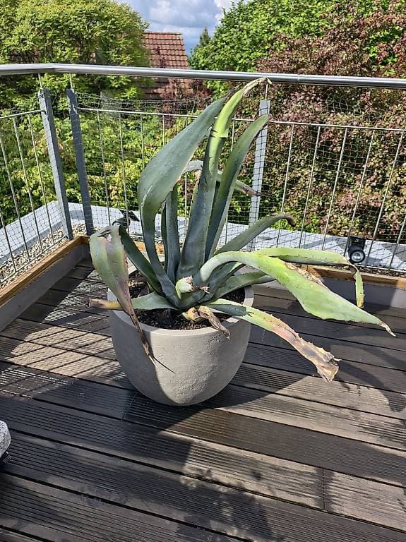 Agave