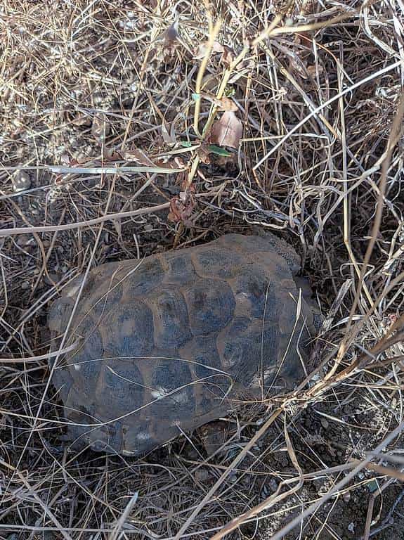 Tortue a Viry non