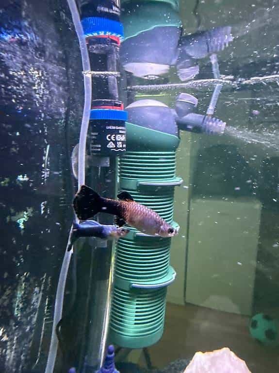 Guppy