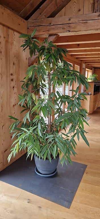 Plante intérieure