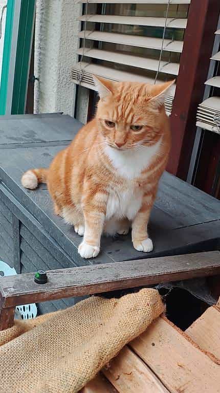 Kater rot ca 4 Jahre
