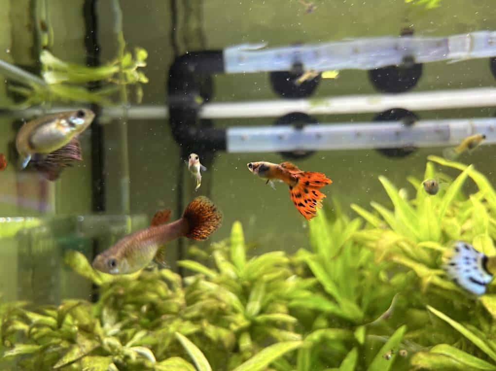 Guppy's Jungtiere zu verschenken