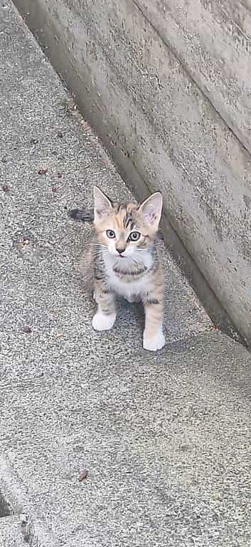 6 herzige Kätzchen zu verschenken