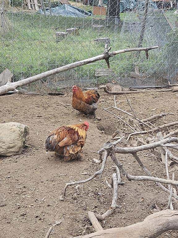 3 jeune coq nain à donner