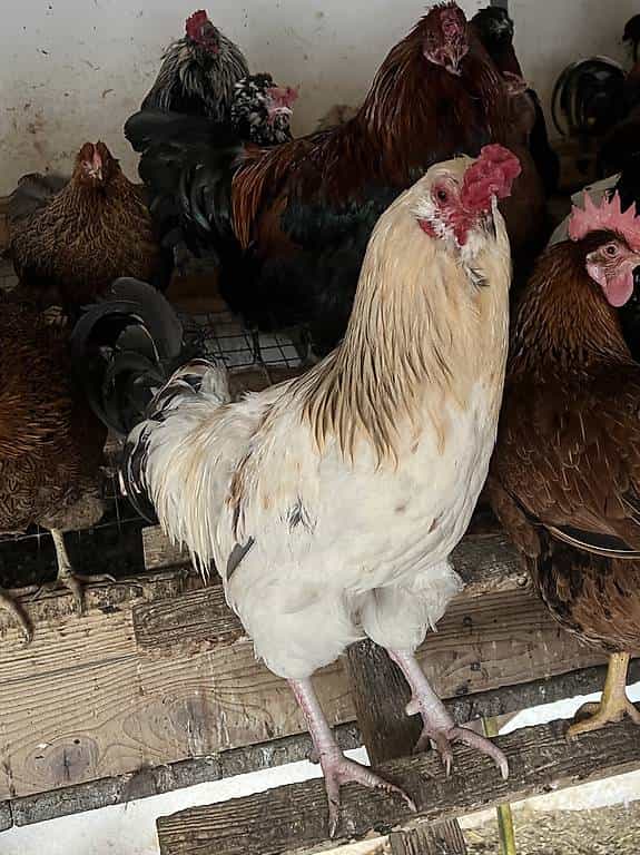 Ameraucana - Mix