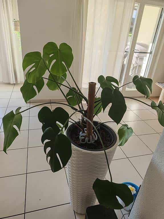 Monstera Deliciosa Zimmerpflanze mit Topf