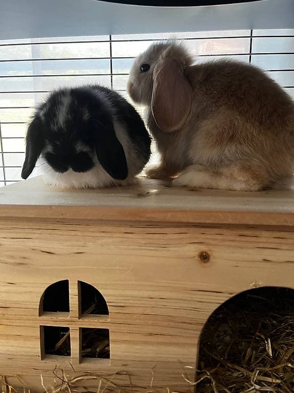 lapins béliers a donner