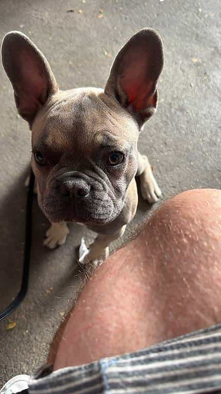 Bouledogue français