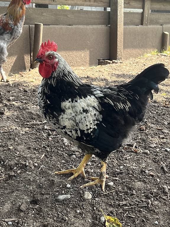 Zwergcochin-Mix Hahn