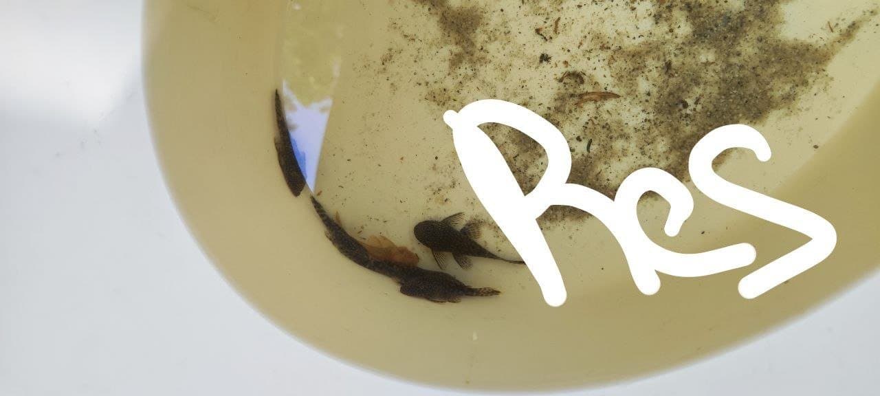 Welse-Nachwuchs - Fische