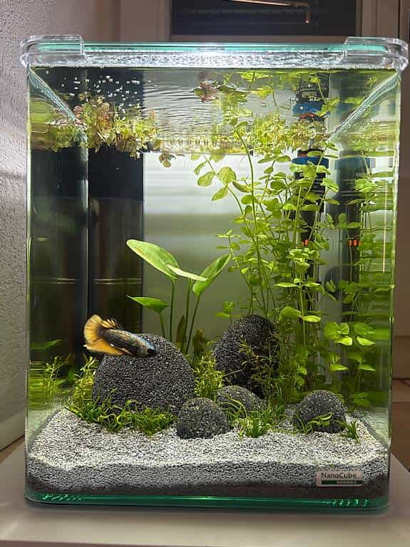 Poisson à donner