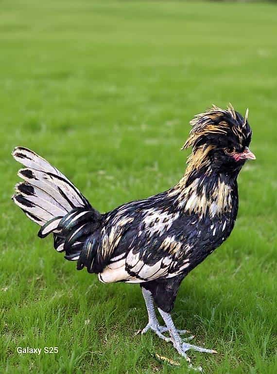 À DONNER - Jeune coq Padou - Né le 27.04.2026