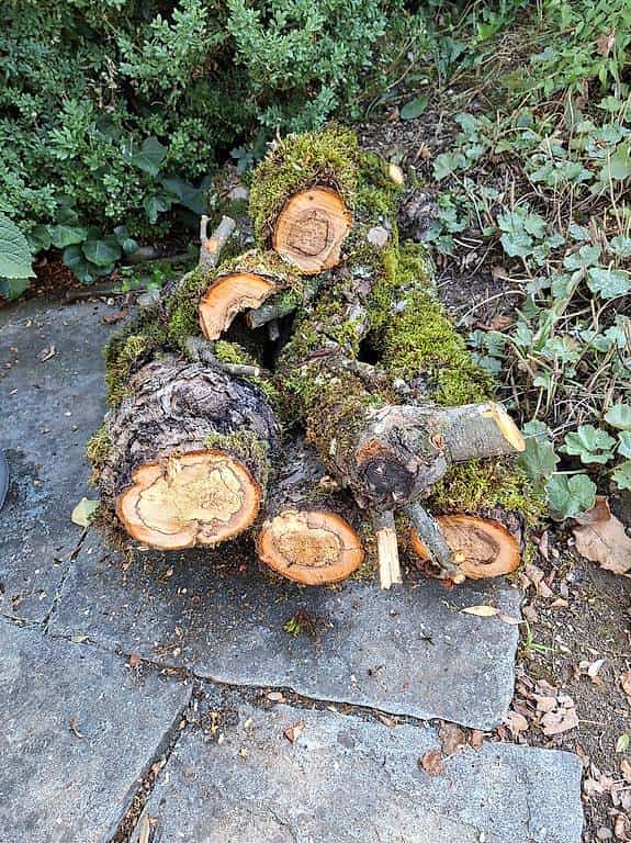 Brennholz