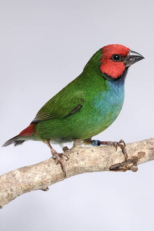 Diamant de Peale // Erythrura Pealii