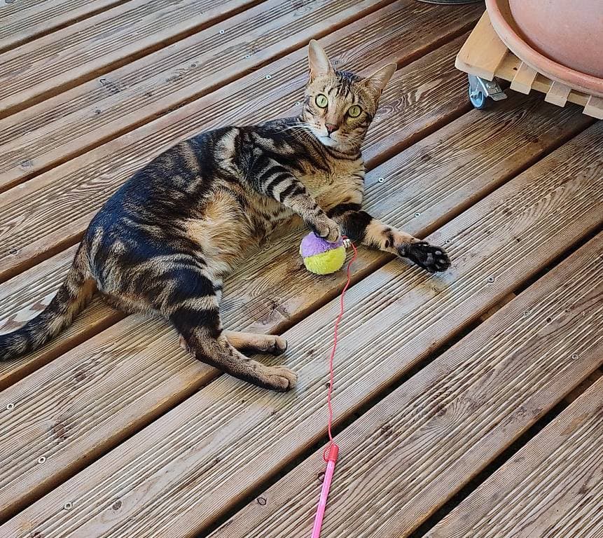 Garde d'animaux pendant vos absences