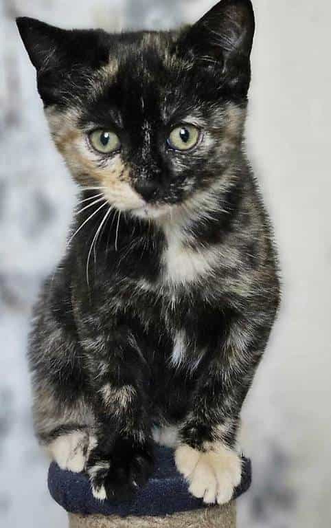Recherche Chaton Ecaille de Tortue