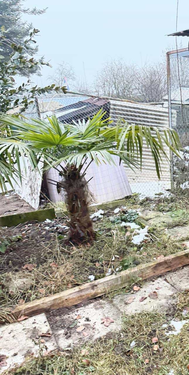 Palme zu verschenken